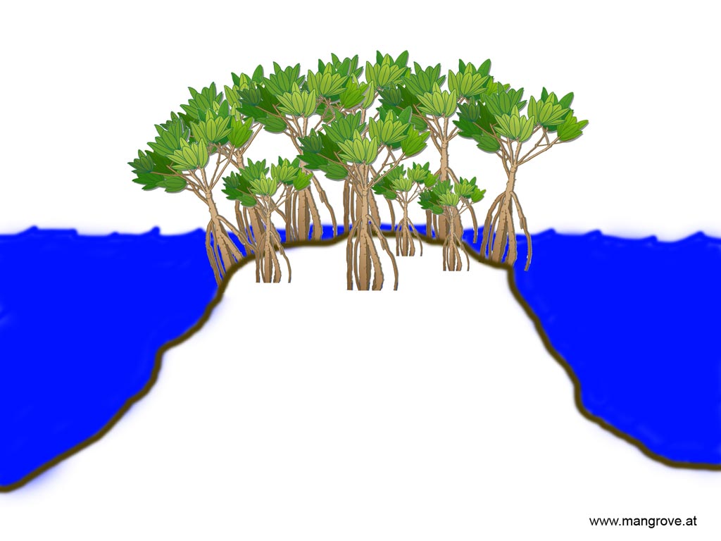 mangrove forests